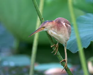 鸟类写真 第二辑_13