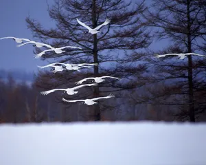 鸟类写真 第二辑_16