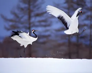 鸟类写真 第二辑_17