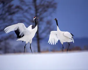 鸟类写真 第二辑_18