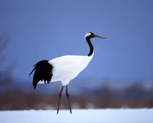 鸟类写真 第二辑_19