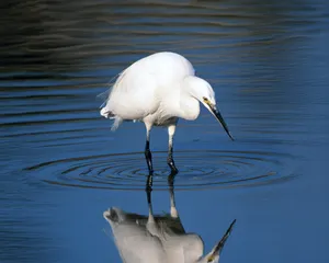 鸟类写真 第一辑_2