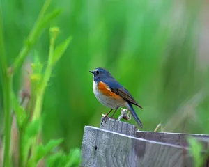 鸟类写真 第一辑_6