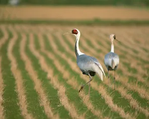 鸟类写真 第一辑_8