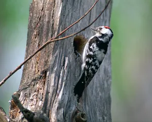 鸟类写真 第一辑_10