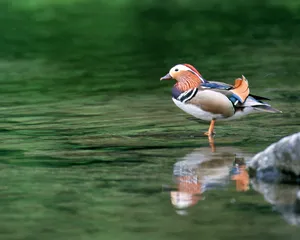 鸟类写真 第一辑_13