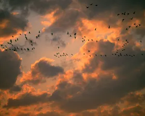 鸟类写真 第一辑_14