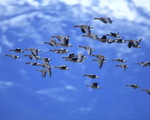 鸟类写真 第一辑_15