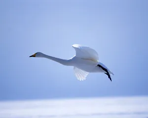 鸟类写真 第一辑_16