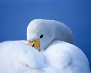 鸟类写真 第一辑_18
