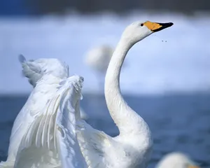 鸟类写真 第一辑_19