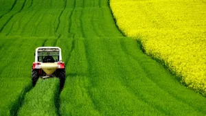 油菜花风景图片壁纸_5