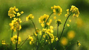 油菜花风景图片壁纸_7