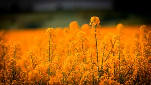 油菜花风景图片壁纸_11