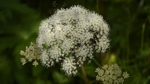 高清鲜花蕾丝花图片_2