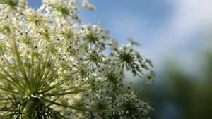 高清鲜花蕾丝花图片_3