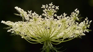 高清鲜花蕾丝花图片_4