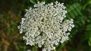 高清鲜花蕾丝花图片_6