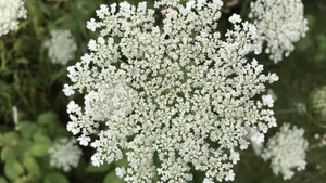 高清鲜花蕾丝花图片_8