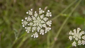 高清鲜花蕾丝花图片_9