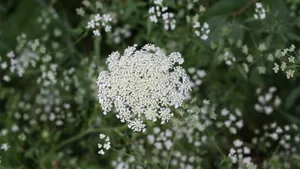 高清鲜花蕾丝花图片_10