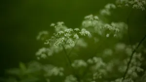 高清鲜花蕾丝花图片_11