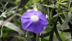 高清4k牵牛花图片大全