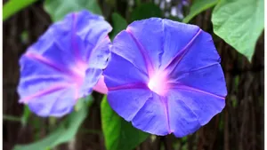 高清4k牵牛花图片大全_3