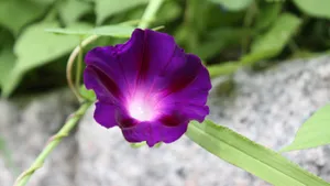 高清4k牵牛花图片大全_4