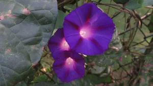 高清4k牵牛花图片大全_5