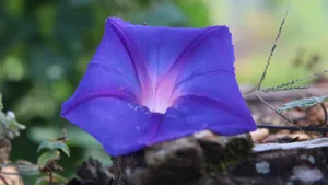 高清4k牵牛花图片大全_6