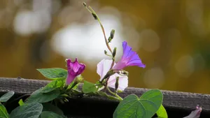 高清4k牵牛花图片大全_7
