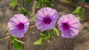 高清4k牵牛花图片大全_8