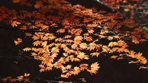 红色枫叶图片大全_2