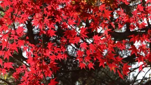 红色枫叶图片大全_3