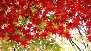 红色枫叶图片大全_4