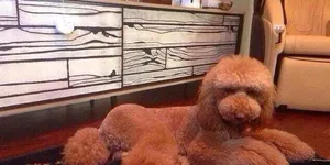 霍思燕杜江晒与爱犬合影庆祝爱犬三周岁_2