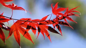 红色枫叶图片大全_6
