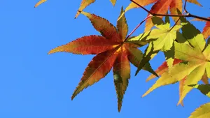 红色枫叶图片大全_8