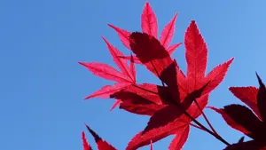 红色枫叶图片大全_10