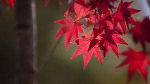 红色枫叶图片大全_12