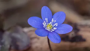 獐耳细辛花图片_5