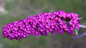 醉鱼草图片大全_12