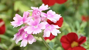 植物美女樱图片_9
