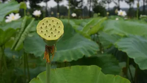 高清莲蓬图片壁纸_5