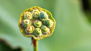高清莲蓬图片壁纸_8