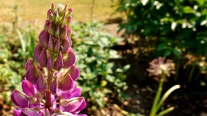 高清金鱼草花图片大全_5