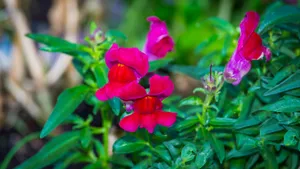 高清金鱼草花图片大全_8