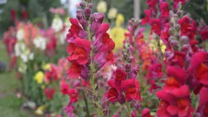 高清金鱼草花图片大全_10