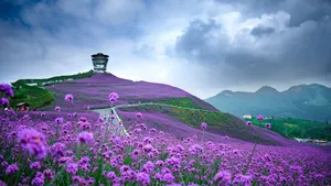 柳叶马鞭草图片